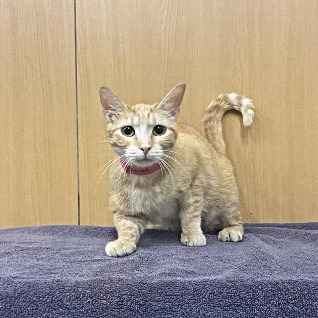 An adult medium-sized female Orange / Red Domestic Short Hair cat named Simone for adoption in Saint Louis, MO
