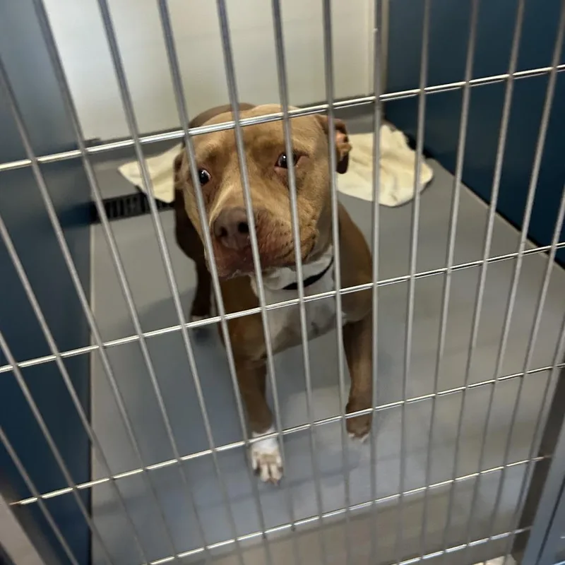 An adult large-sized female Yellow / Tan / Blond / Fawn Mixed Breed dog named Paris for adoption in Auburn, AL