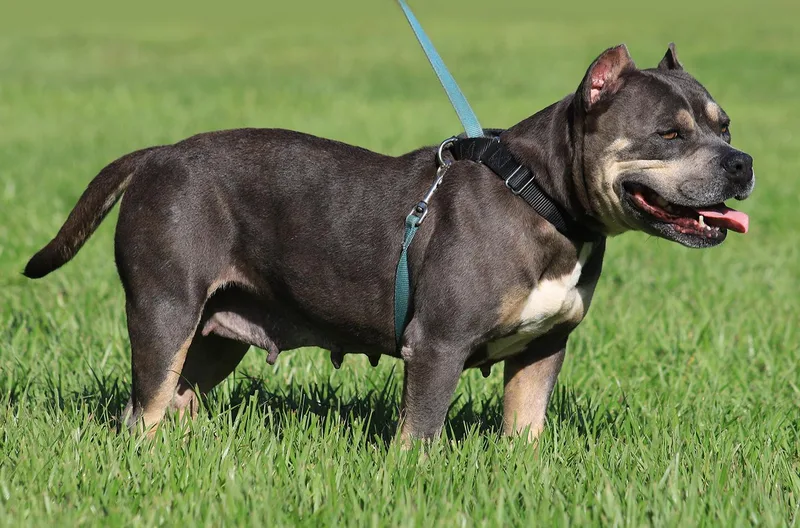 A young medium-sized female American Staffordshire Terrier dog named May for adoption in North Fort Myers, FL