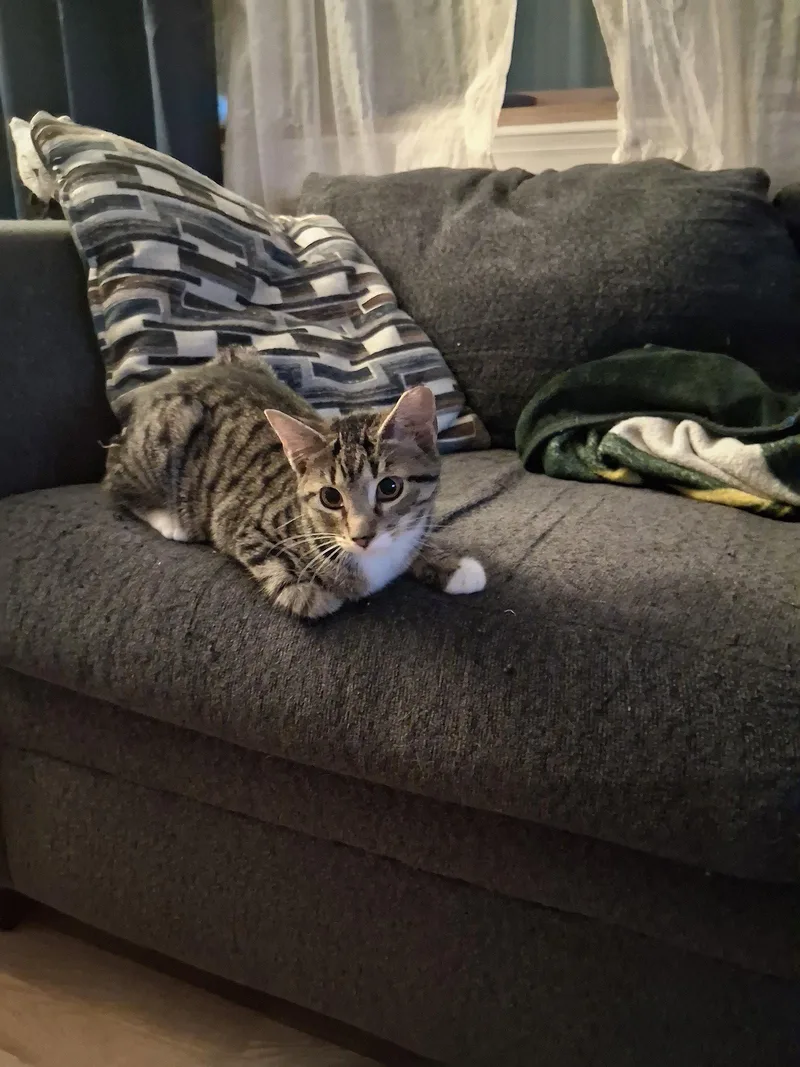 A baby medium-sized female Domestic Short Hair cat named Clover Willow Grove for adoption in Greenville, DE
