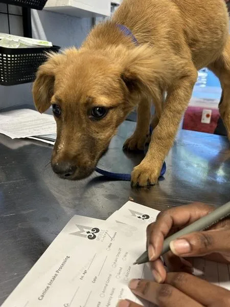A baby small-sized female Labrador Retriever dog named Angelica for adoption in Mobile, AL