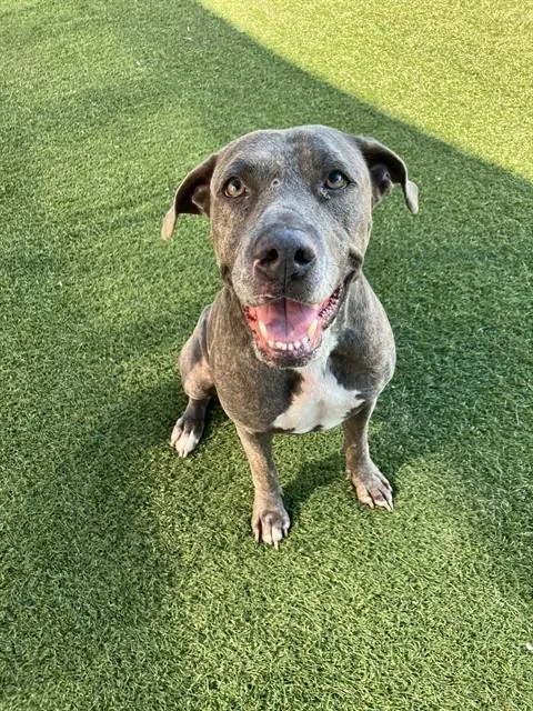 An adult large-sized female Mixed Breed dog named Stella for adoption in Dallas, TX
