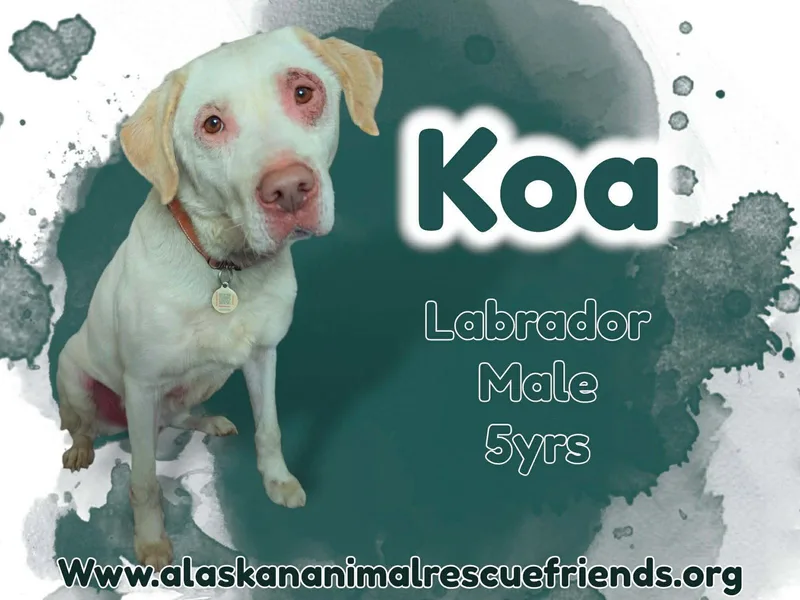 Koa