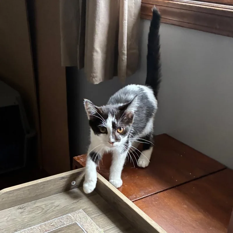 A young small-sized female Black Domestic Short Hair cat named Addison @ Pawz Pet for adoption in Carmel, IN