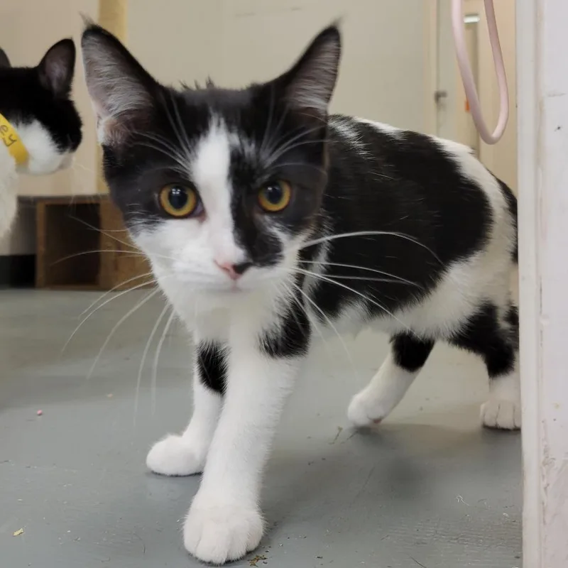 Addison @ Pawz Pet thumbnail 2