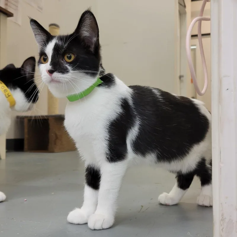Addison @ Pawz Pet thumbnail 3