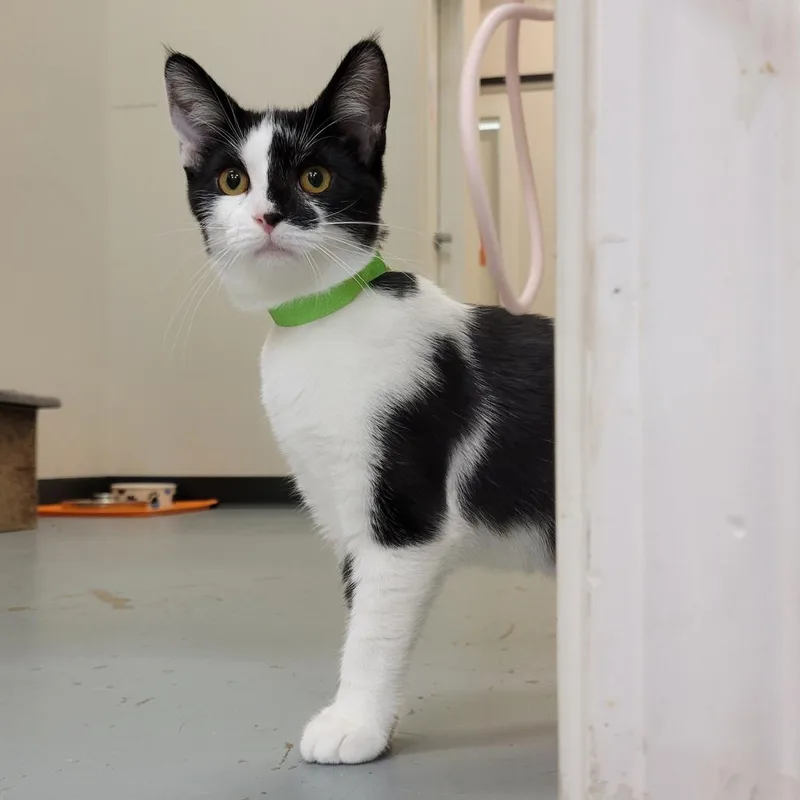 Addison @ Pawz Pet thumbnail 4