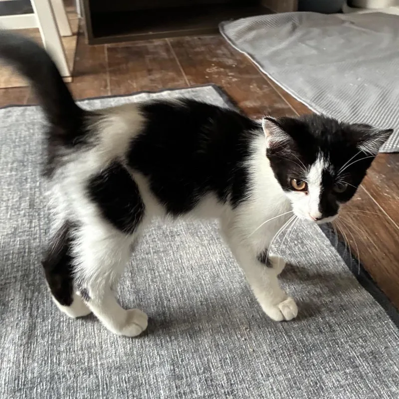 Addison @ Pawz Pet thumbnail 5
