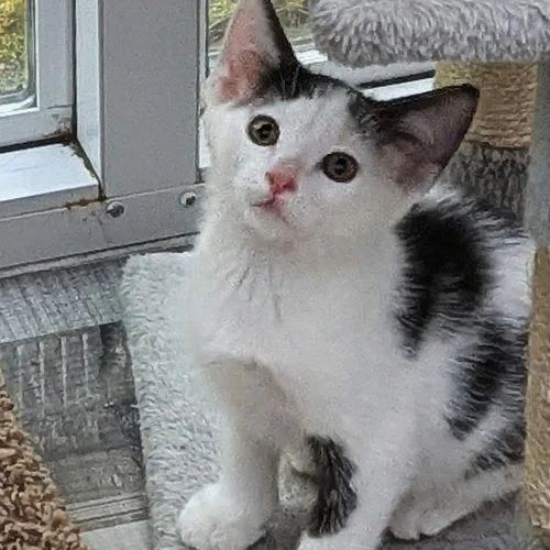 A baby small-sized male Domestic Short Hair cat named Paddington for adoption in Kenosha, WI