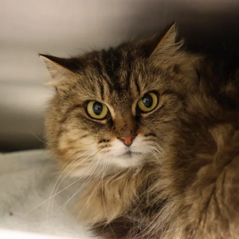 An adult medium-sized female Brown / Chocolate Domestic Medium Hair cat named Beezie for adoption in Briarcliff Manor, NY