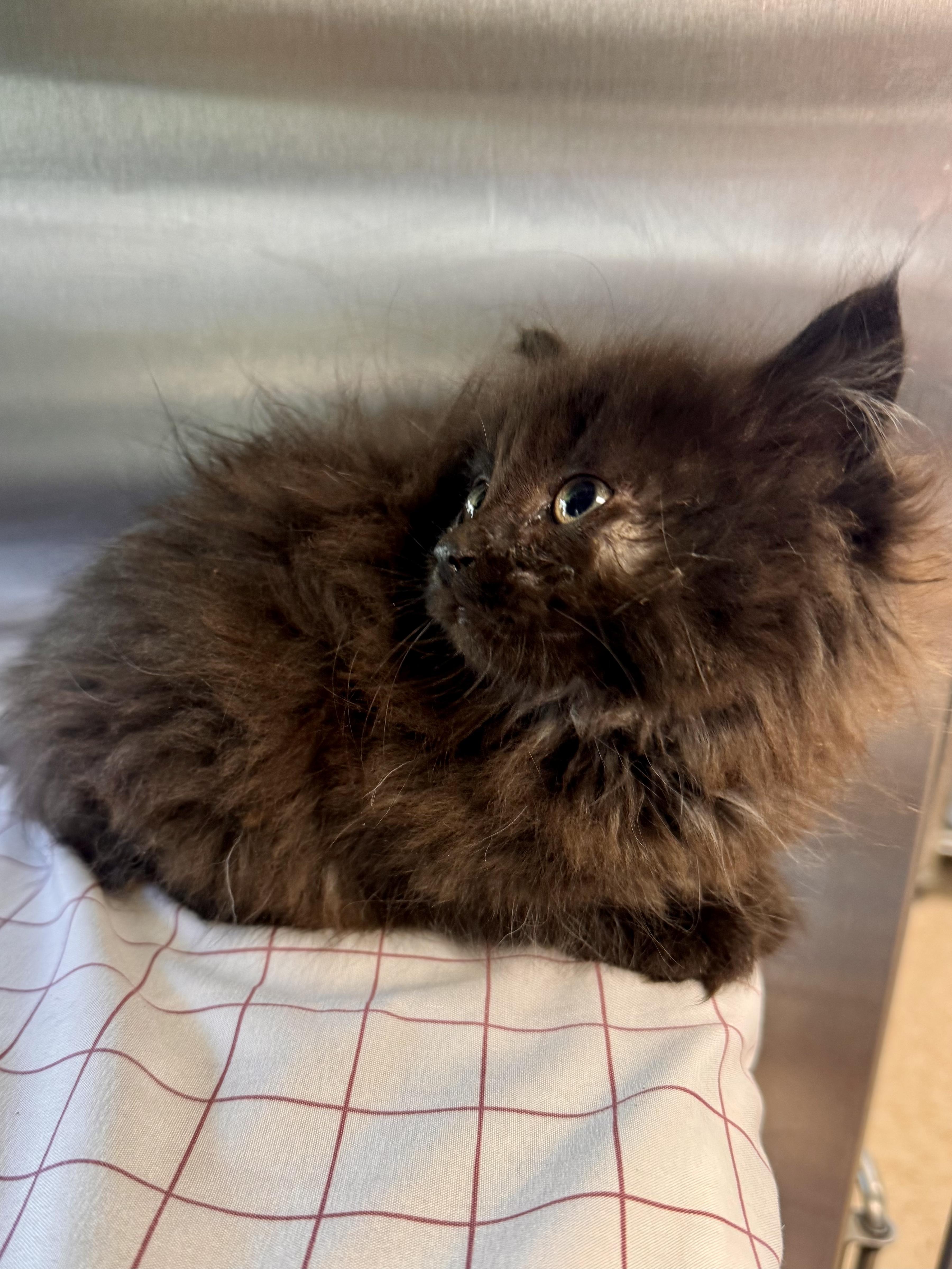 A baby medium-sized male Black Domestic Long Hair cat named Bobbin for adoption in Midland, MI
