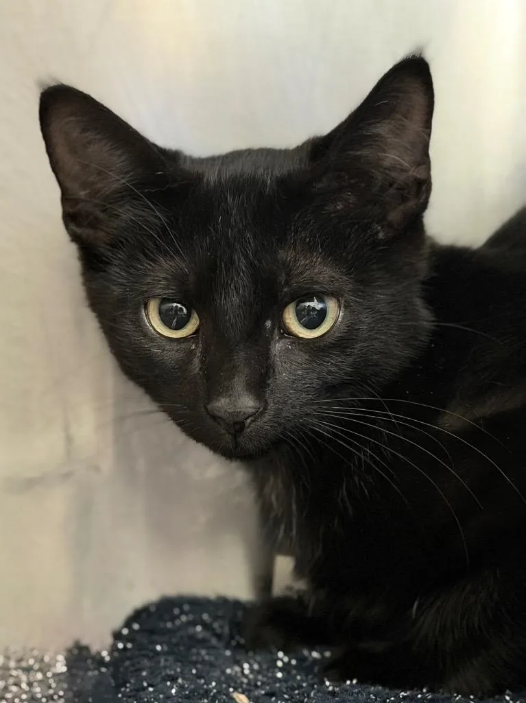 A baby medium-sized male Domestic Short Hair cat named Red Bull for adoption in Menomonie, WI