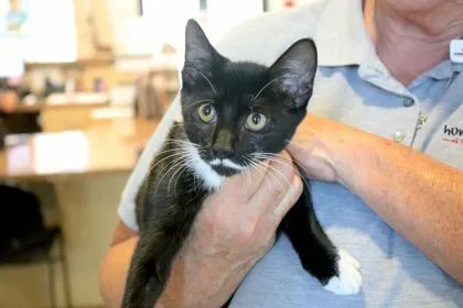A baby small-sized male Domestic Short Hair cat named James Bond for adoption in Brunswick, GA