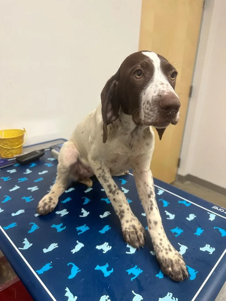 A baby medium-sized female German Shorthaired Pointer dog named Maggie for adoption in Hyde Park, NY