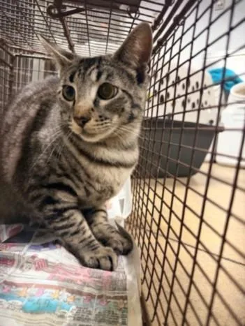 A young medium-sized female Domestic Short Hair cat named Sabrina for adoption in Van Nuys, CA
