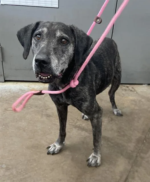 A senior large-sized female Mixed Breed dog named Tigger for adoption in Dallas, TX