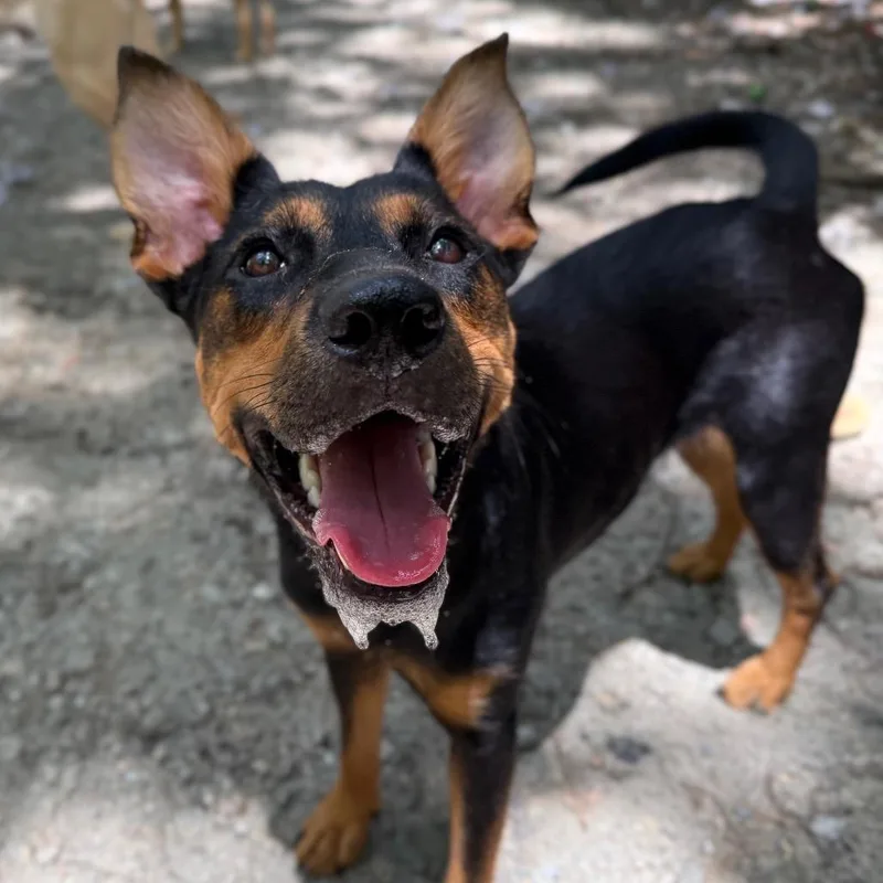 An adult medium-sized female German Pinscher dog named Girlie for adoption in Aberdeen, NC