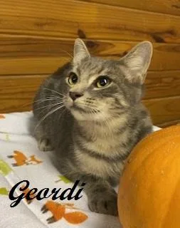 A young medium-sized male Tabby (Gray / Blue / Silver) Tabby cat named Geordi for adoption in Southern Pines, NC