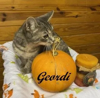 Geordi thumbnail 2