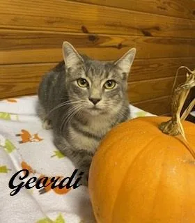 Geordi thumbnail 3