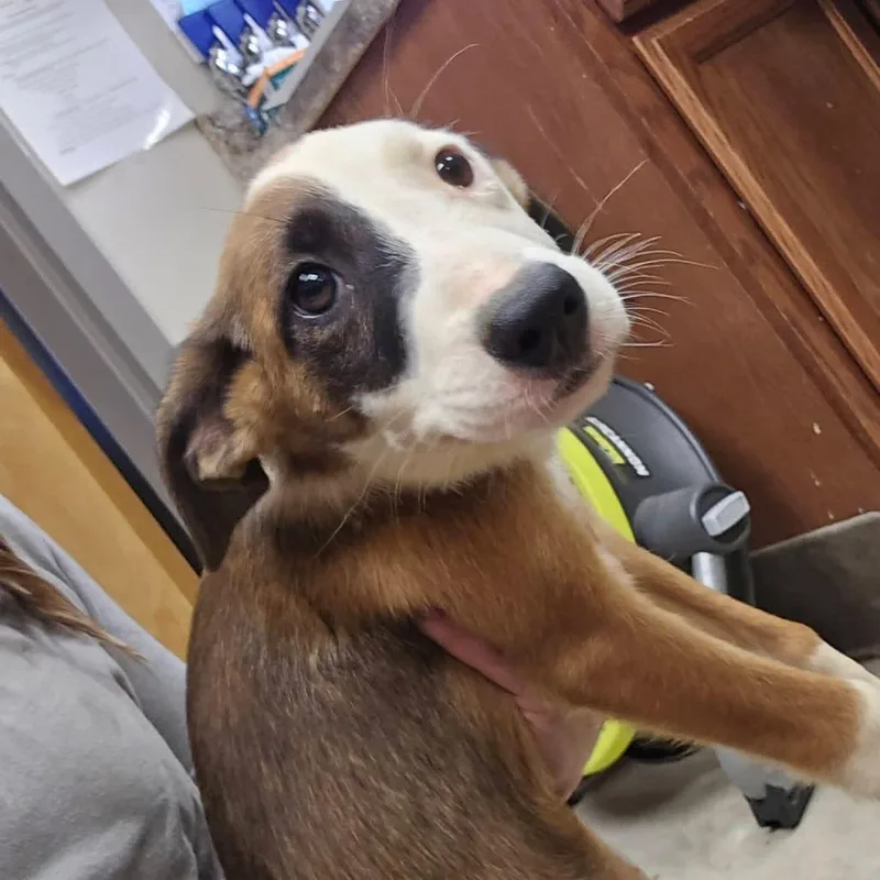 A baby small-sized female Australian Shepherd dog named Sally Jo  U for adoption in Tupelo, MS