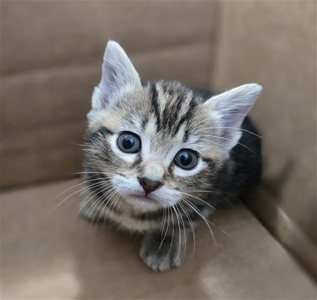 A baby medium-sized female Domestic Short Hair cat named Sesame for adoption in Dallas, TX