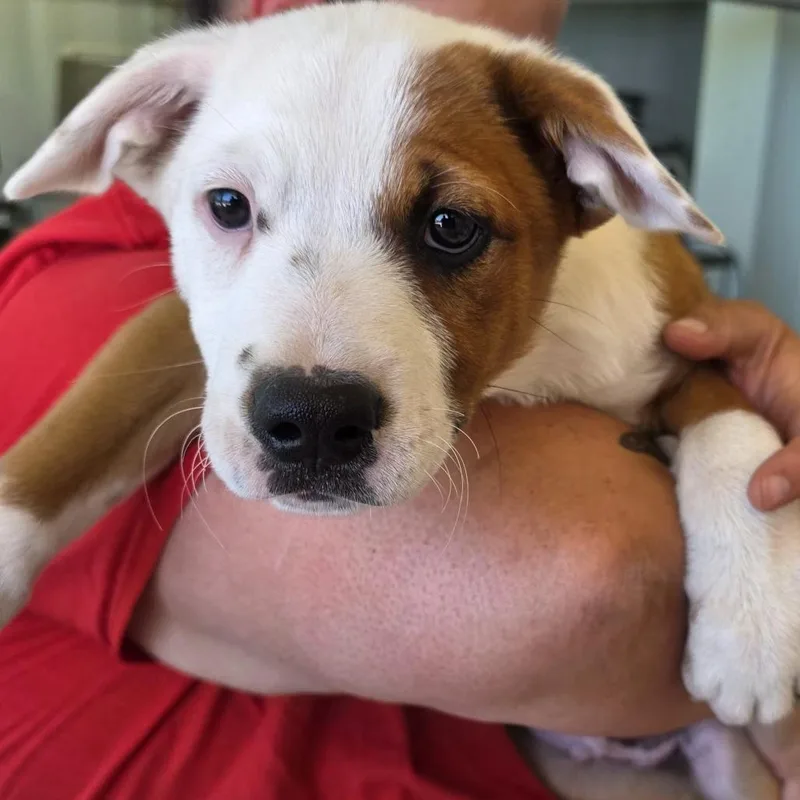 A baby medium-sized male White / Cream Cattle Dog dog named Biggin for adoption in Klamath Falls, OR