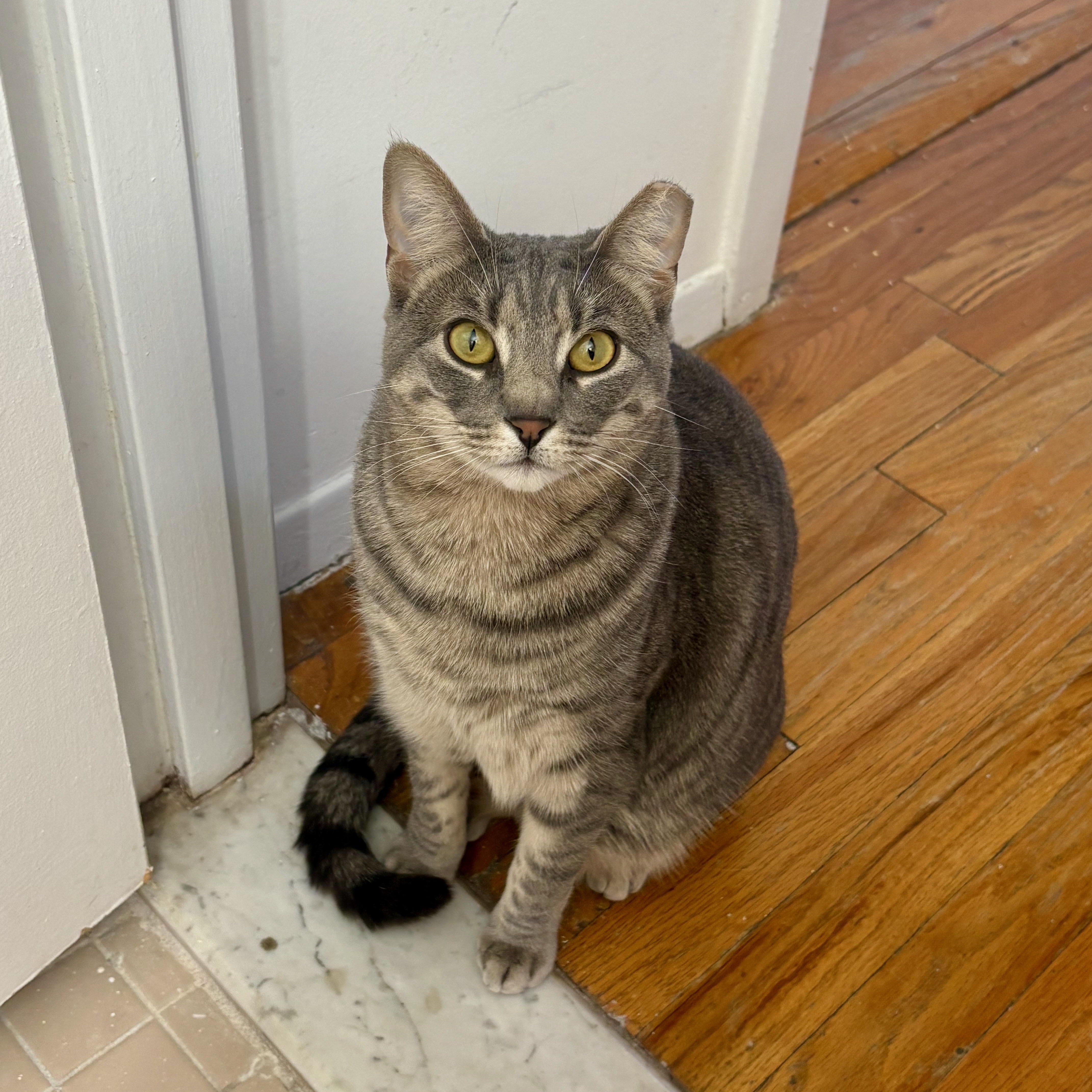 A young large-sized female Tabby (Gray / Blue / Silver) Domestic Short Hair cat named Posh for adoption in Ridgewood, NY