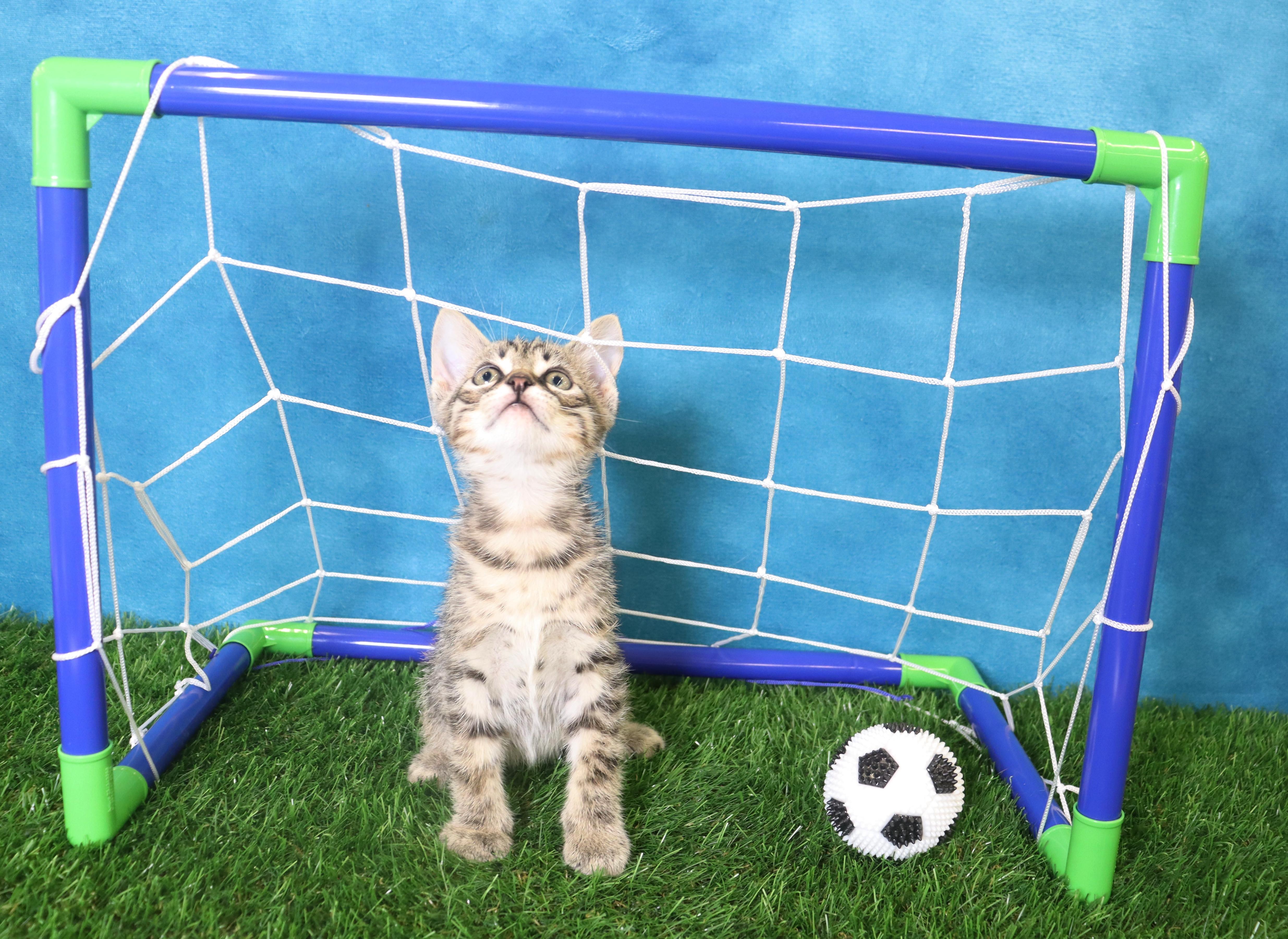 Tom Foolery  Coming thumbnail 4