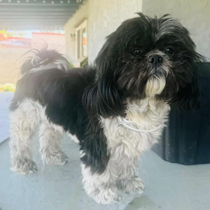 An adult small-sized male Black Shih Tzu dog named Niko for adoption in Sonoma, CA