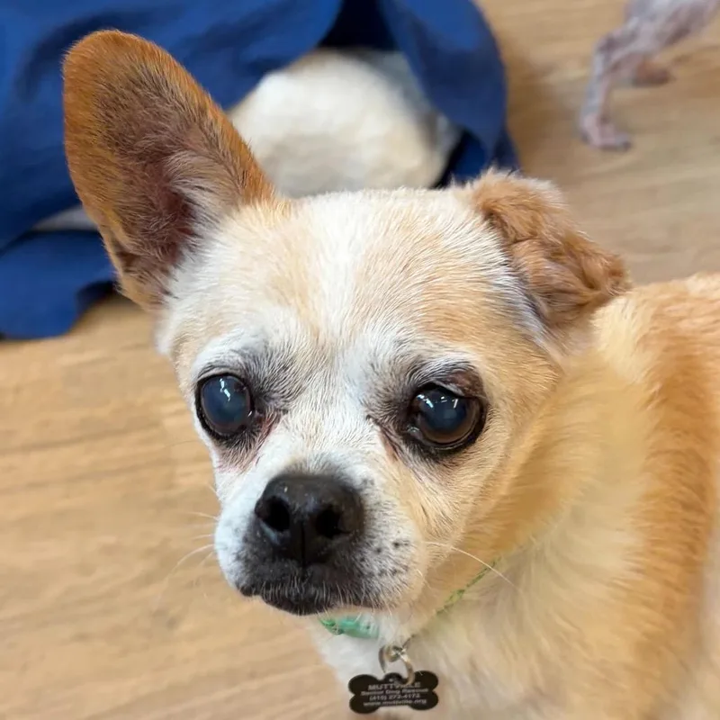 A senior small-sized male Pug dog named Elm Street for adoption in San Francisco, CA