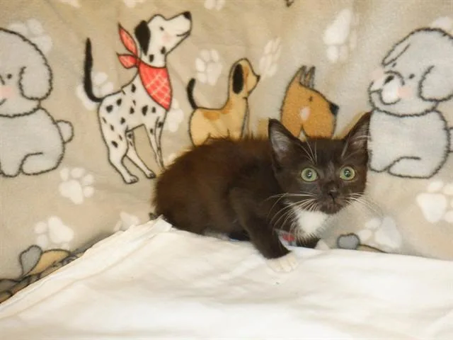 A baby small-sized female Domestic Short Hair cat named Rottweiler for adoption in San Jose, CA