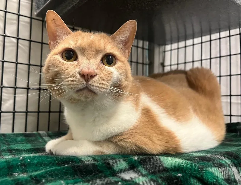A senior medium-sized female Domestic Short Hair cat named Saranac for adoption in Raleigh, NC