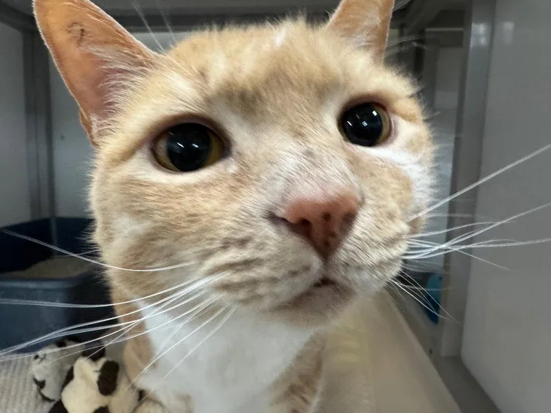 Saranac thumbnail 5