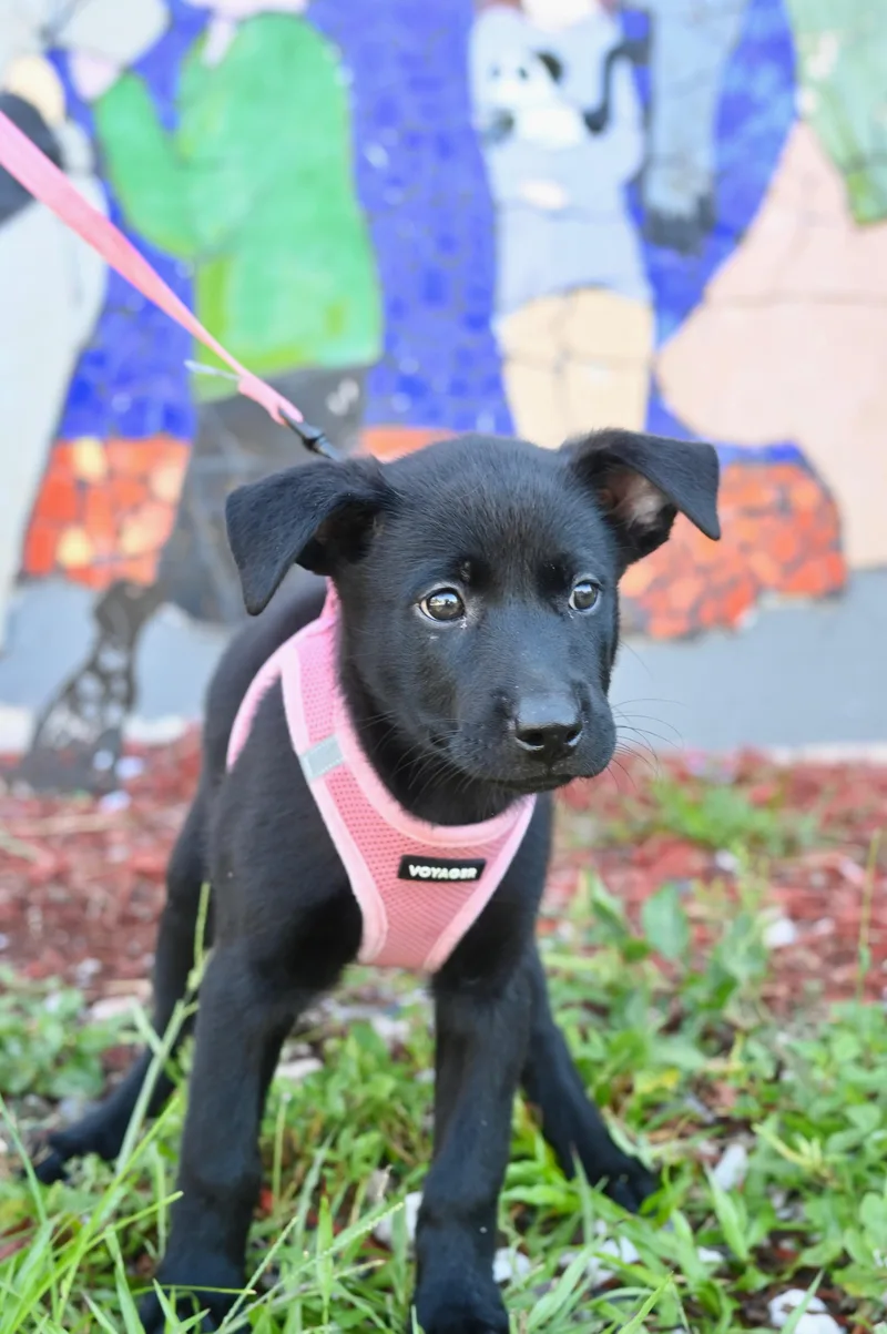 A young medium-sized female Labrador Retriever dog named Lima for adoption in Miami, FL