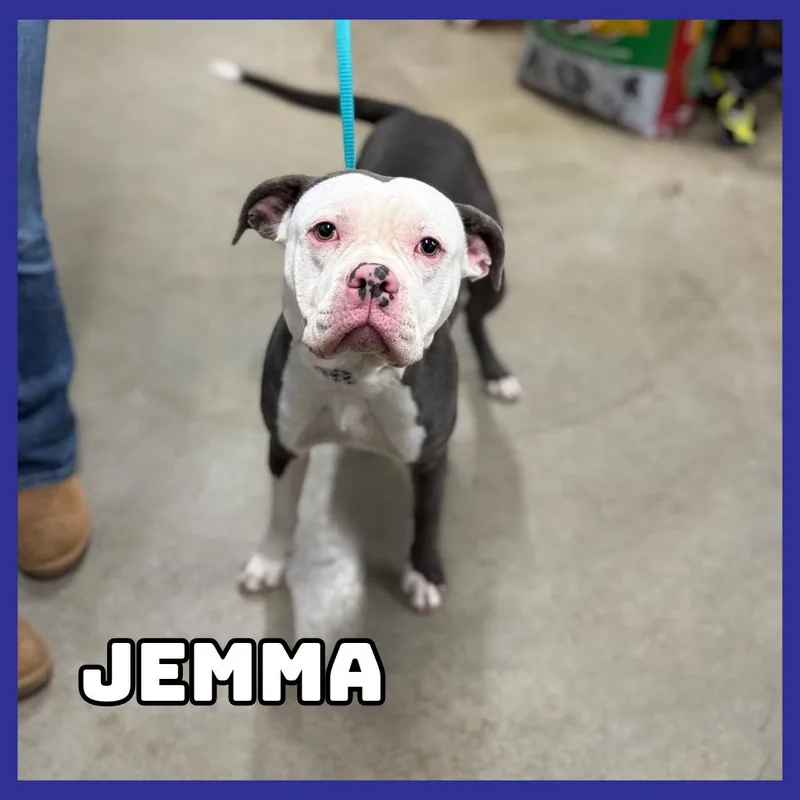 An adult medium-sized female Gray / Blue / Silver Pit Bull Terrier dog named Jemma for adoption in Glenwood, MN