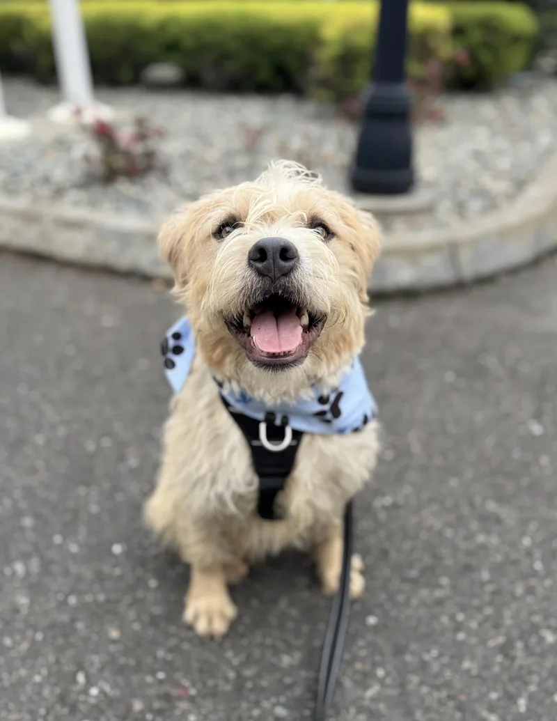 An adult medium-sized male Wheaten Terrier dog named Watson for adoption in lynnwood , WA