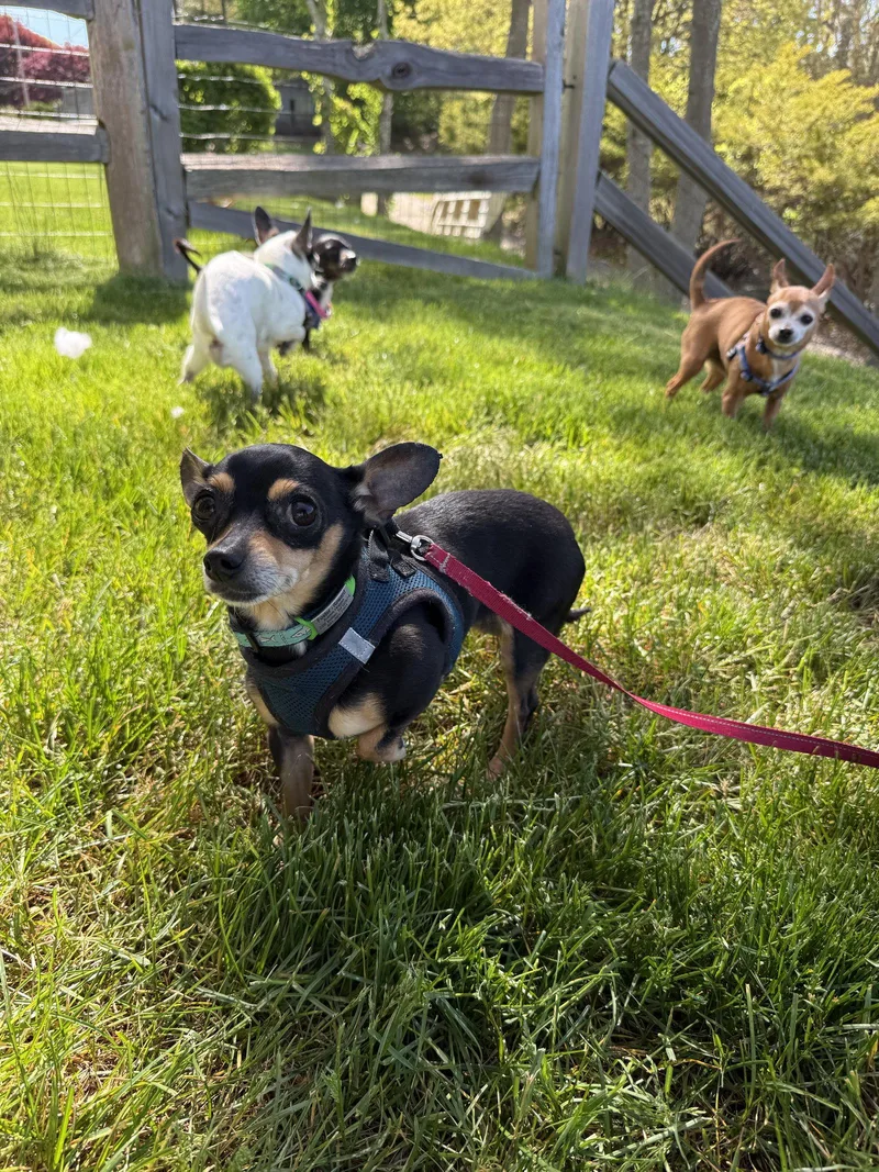 An adult small-sized female Chihuahua dog named Foxy Gatlin for adoption in Saunderstown, RI