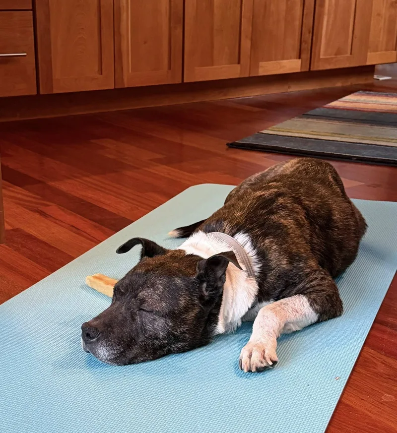 An adult medium-sized female Pit Bull Terrier dog named Roxie for adoption in Breinigsville, PA