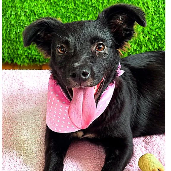 A baby small-sized female Black Mixed Breed dog named Mariela for adoption in Wheeling, IL