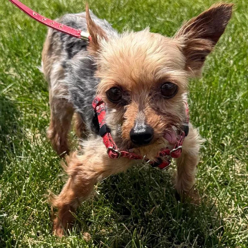 An adult small-sized male Black Yorkshire Terrier dog named Mortimer for adoption in Hudson, IL
