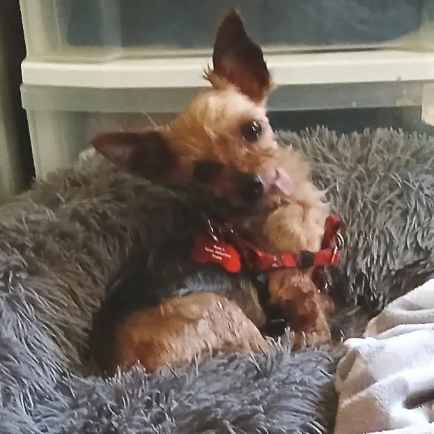 Mortimer thumbnail 2