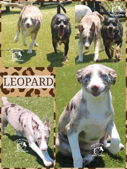 A baby medium-sized female Cattle Dog dog named Leopard for adoption in Kenansville, NC