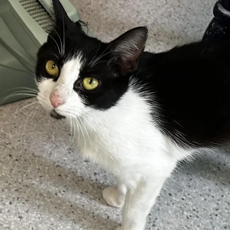An adult medium-sized female Black & White / Tuxedo Tuxedo cat named Moira Lovely and for adoption in Hoquiam, WA