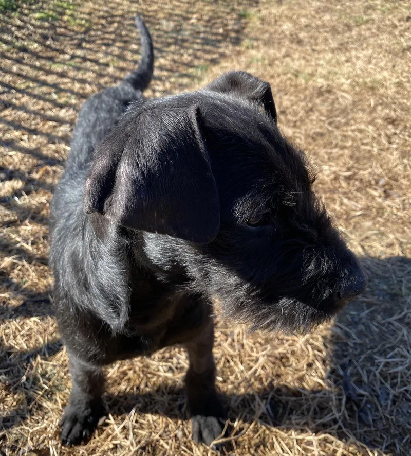 Bruce Thomas thumbnail 3