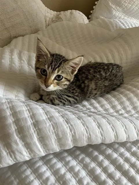 A baby small-sized male Domestic Short Hair cat named Sebastian for adoption in Aurora, CO