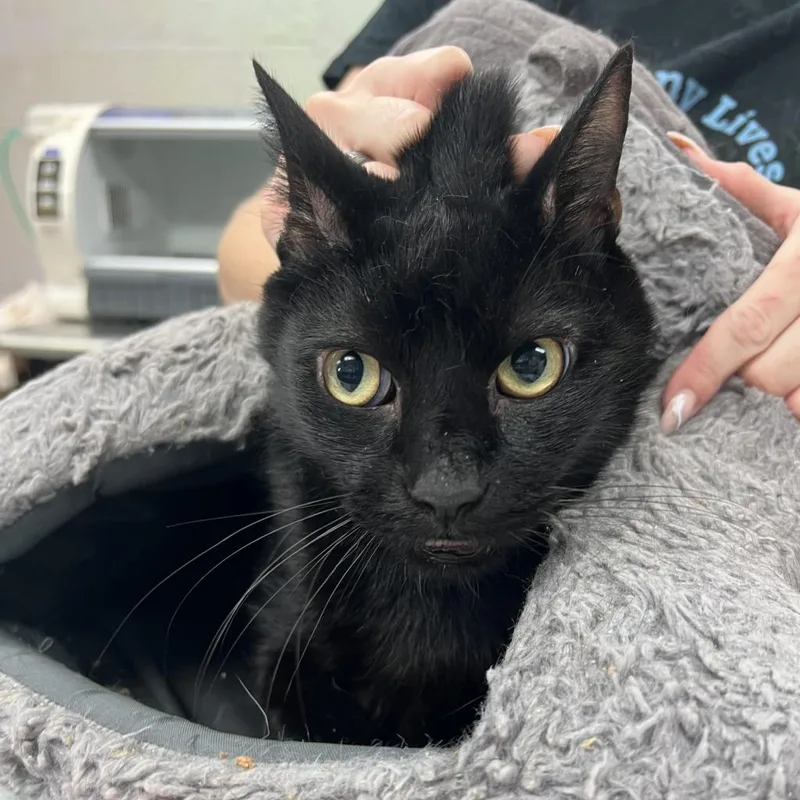 An adult large-sized male Black Domestic Short Hair cat named Beacon for adoption in Port Charlotte, FL