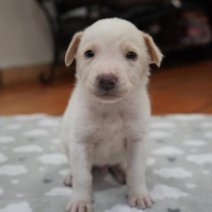 A baby small-sized male White / Cream Mixed Breed dog named Pancake for adoption in Bellingham, WA