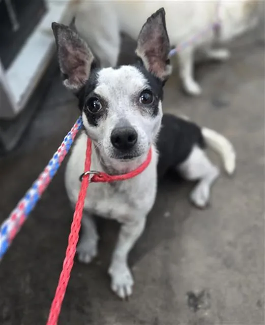 A young small-sized female Mixed Breed dog named Lucy for adoption in Dallas, TX
