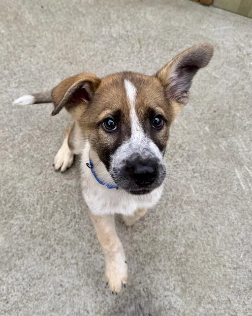 A baby medium-sized female Australian Cattle Dog / Blue Heeler dog named Gertrude for adoption in Boston, MA